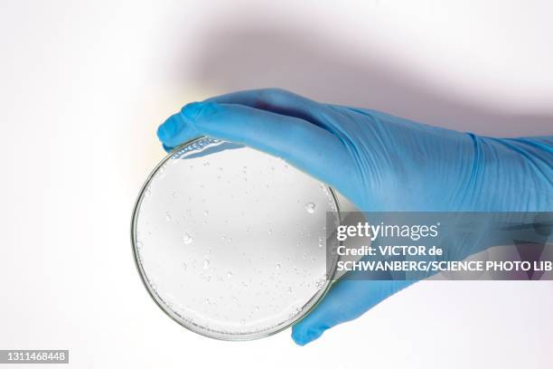 hand holding a petri dish - boîte de pétri photos et images de collection