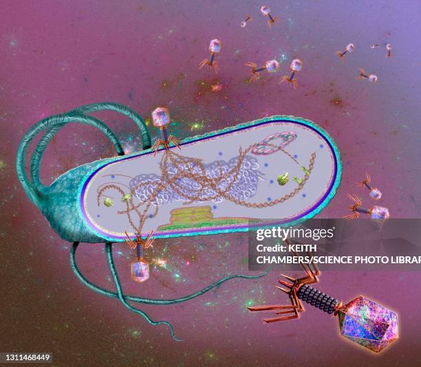phages infecting a bacterial cell, illustration - バクテリオファージ点のイラスト素材／クリップアート素材／マンガ素材／アイコン素材