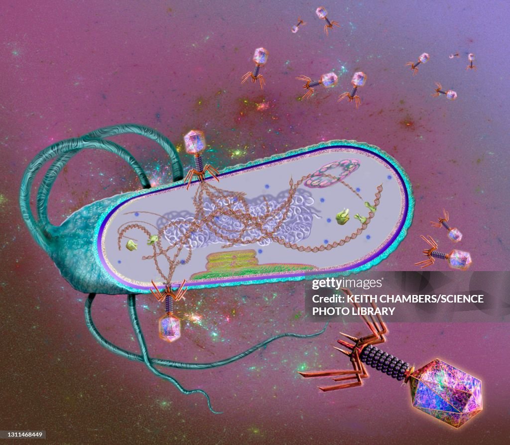 Phages infecting a bacterial cell, illustration