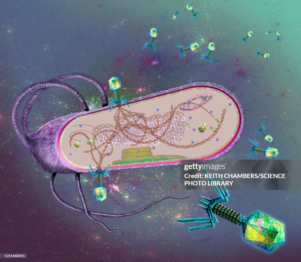 Phages infecting a bacterial cell, illustration