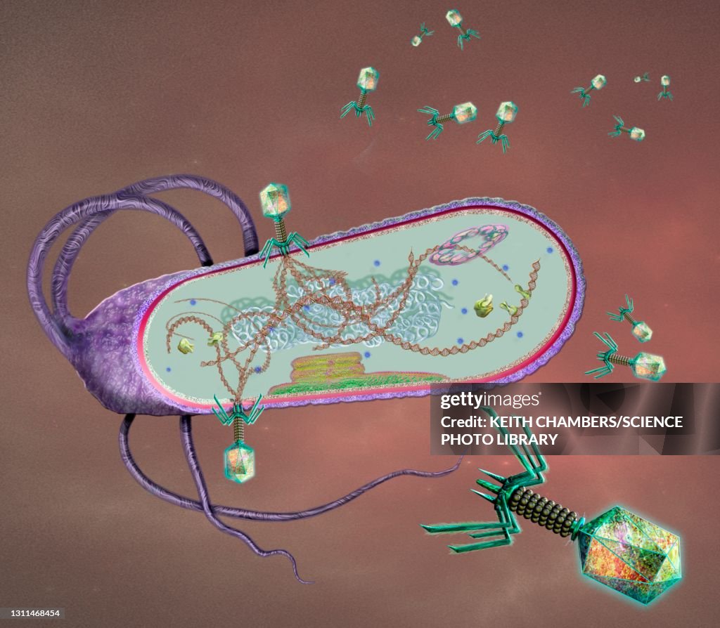 Phages infecting a bacterial cell, illustration