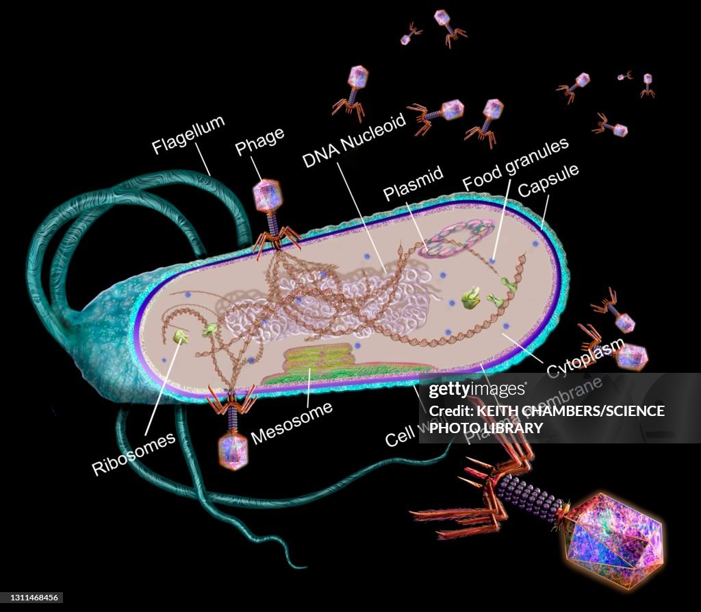 Phages and bacterial cell structure, illustration