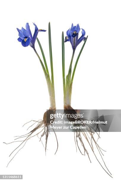 iris reticulata (iris reticulata) on white ground, germany - iris reticulata stock pictures, royalty-free photos & images