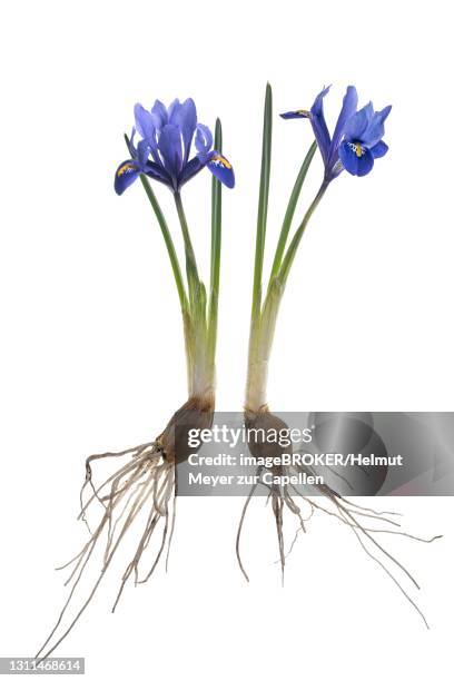 iris reticulata (iris reticulata) on white ground, germany - iris reticulata stock pictures, royalty-free photos & images