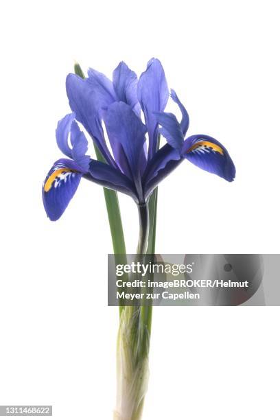 flower of a reticulated iris (iris reticulata) on a white background, germany - iris reticulata stock pictures, royalty-free photos & images
