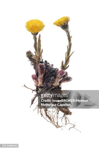 coltsfoot (tussilago farfara) on white background, germany - coltsfoot photos et images de collection