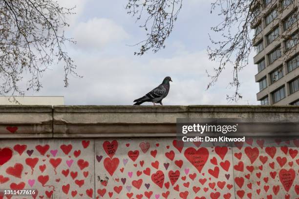 Pigeon walks along a wall above the covid memorial wall on April 08, 2021 in London, England. The Covid-19 Bereaved Families for Justice group said...