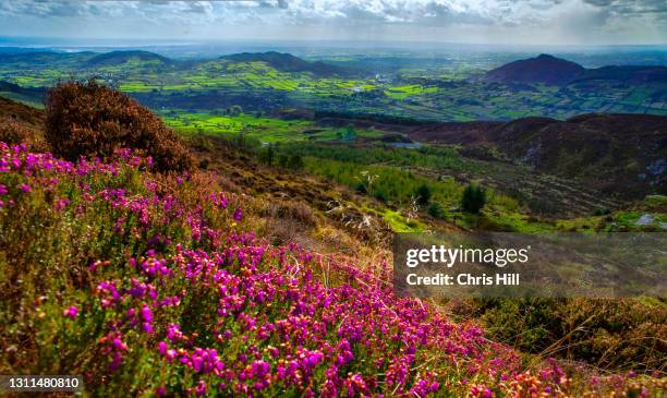 view from slieve gullion, ring of gullion, south armagh northern ireland - comté d'armagh photos et images de collection