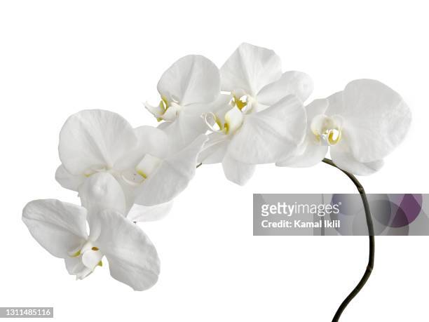 white orchid - orchids of asia - fotografias e filmes do acervo