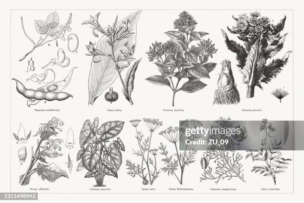 nutz- und heilpflanzen, holzstiche, erschienen 1893 - gravur stock-grafiken, -clipart, -cartoons und -symbole