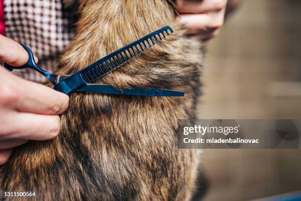 grooming salon - big dog little dog stock pictures, royalty-free photos & images