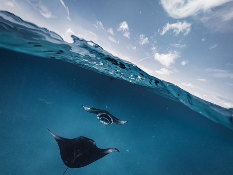Manta rays feeding in the ocean Biology Diagrams