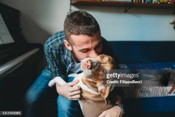 young adult pianist man playing with his dog at home - beagle stock pictures, royalty-free photos & images