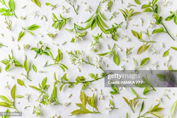 seamless pattern of leaves and orange blossom on white background - orange blossom stock pictures, royalty-free photos & images