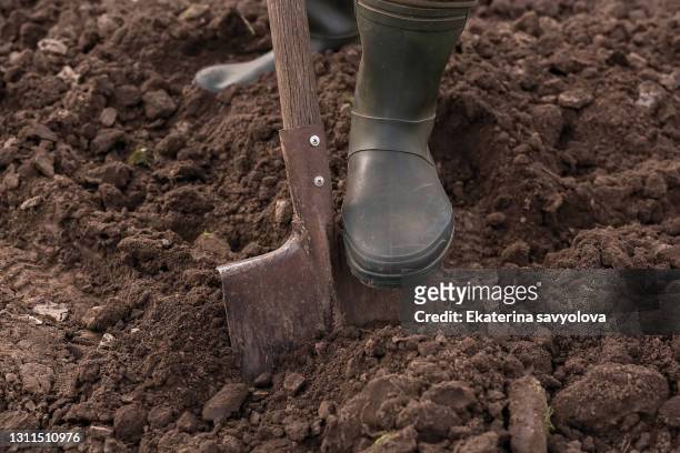 male feet wearing rubber boots digging the ground in the garden bed with an old shovel or spade in the summer garden close up. concept of a garden work. gardening equipment and a tool. front view - excavation stock-fotos und bilder