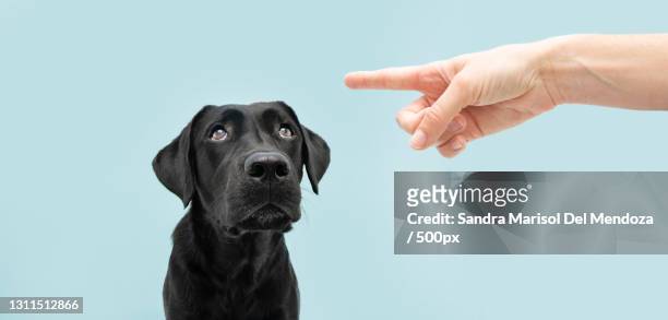 dog looking up and being punished by its owner with a pointed finger - begging animal behavior stockfoto's en -beelden