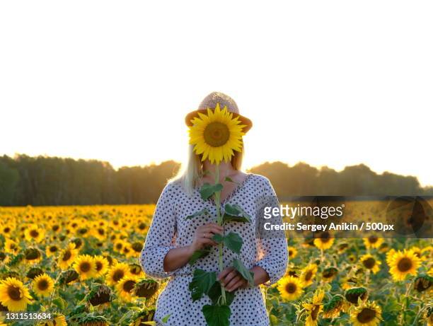 woman holding sunflower while standing on field against clear sky - sonnenblume stock-fotos und bilder
