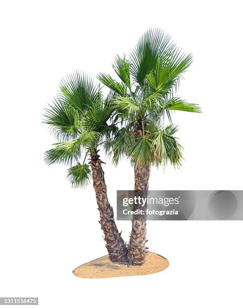 palm tree isolated on white - palmboom stockfoto's en -beelden