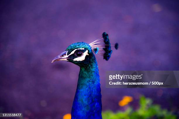 close-up of peacock - peacock stock pictures, royalty-free photos & images