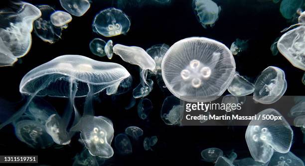 close-up of jellyfish swimming in sea,arizona,united states,usa - invertebrate stock pictures, royalty-free photos & images