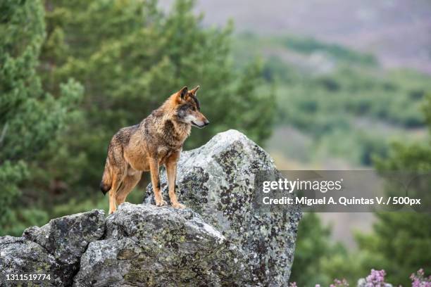 side view of squirrel on rock,puebla de sanabria,zamora,spain - wolf stockfoto's en -beelden