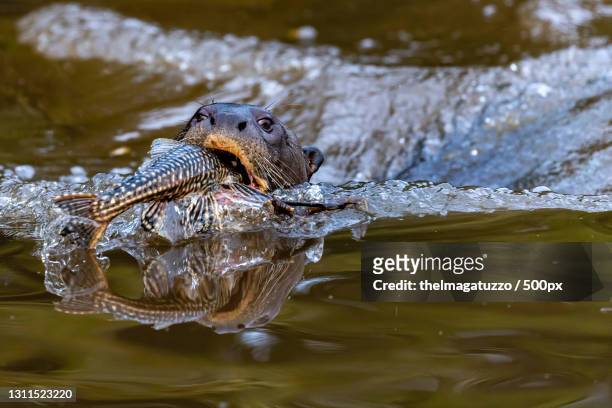 young alligator swimming in the water,brazil - animal selvagem stock-fotos und bilder