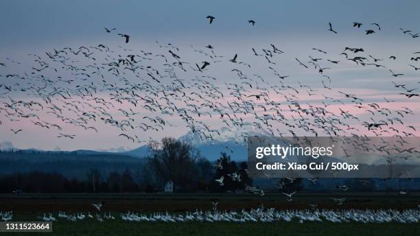 low angle view of birds flying against sky during sunset,hood canal,washington,united states,usa - xiao cui stock pictures, royalty-free photos & images