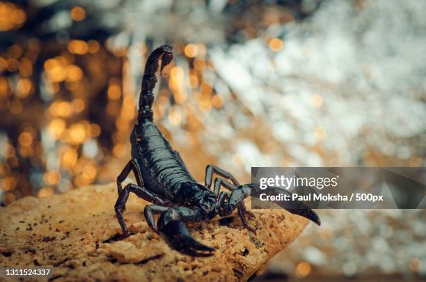 close-up of insect on rock - skorpion stock-fotos und bilder