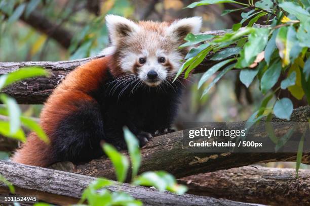 3,432 Arboreal Animals Photos and Premium High Res Pictures - Getty Images 3,432 Arboreal Animals Photos and Premium High Res Pictures - Getty Images