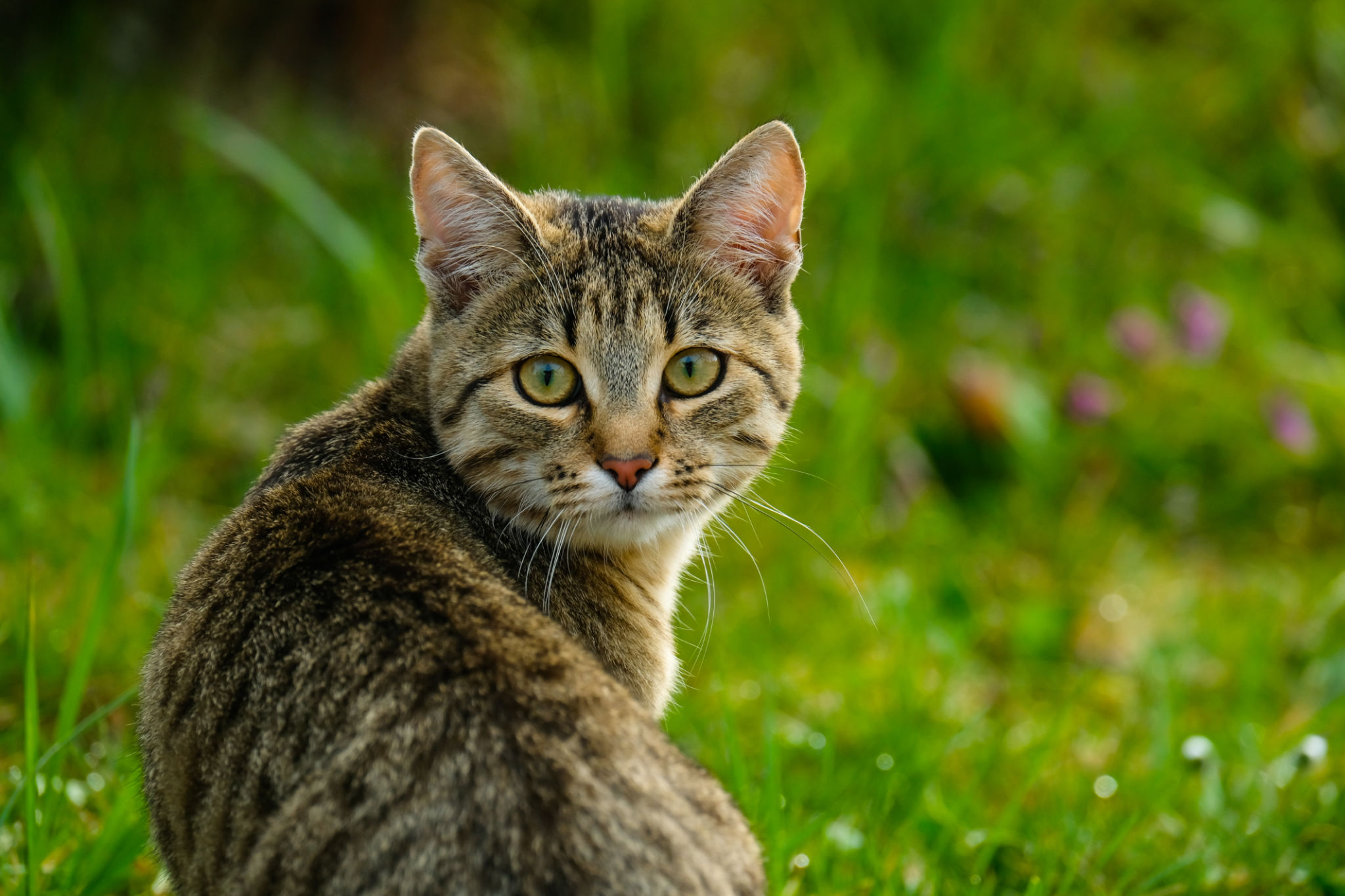 cat looking outside