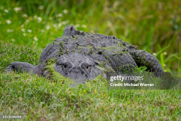 alligator in the grass - national forest stock pictures, royalty-free photos & images