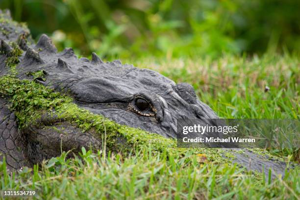 alligator eyes in the grass - georgia alabama stock pictures, royalty-free photos & images