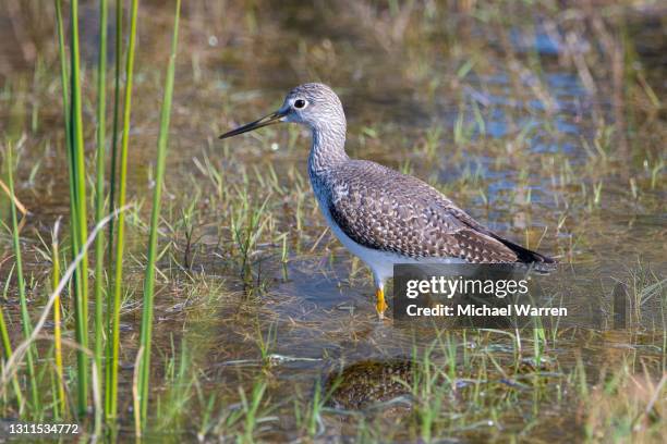 grande yellowleg em pond - maçarico - fotografias e filmes do acervo