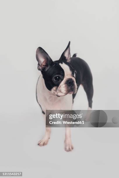 dog looking away while standing on white background - boston terrier stock pictures, royalty-free photos & images
