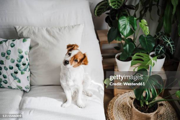 cute jack russell terrier on sofa in living room at home - terrier jack russell foto e immagini stock