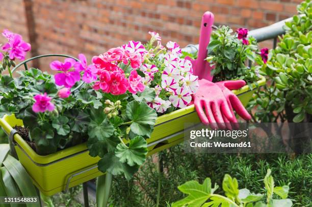 potted flowers on balcony - sugar daddy stock pictures, royalty-free photos & images