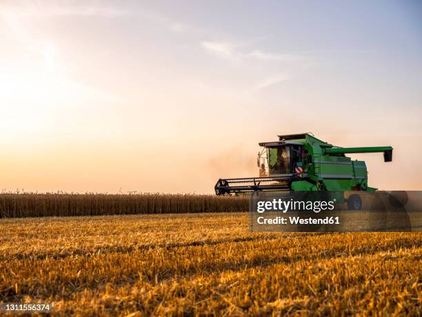 combine harvesting field of wheat at sunrise - combine stockfoto's en -beelden