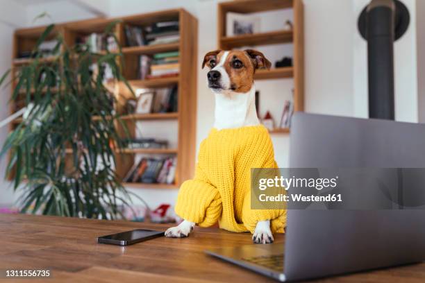 jack russell terrier dog looking away amidst smart phone and laptop on table at home - working from home funny stock pictures, royalty-free photos & images