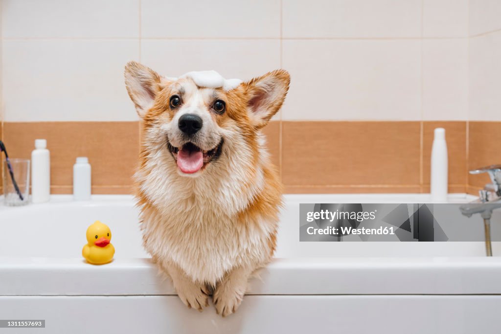 Portrait of Corgi dog standing in bathtub