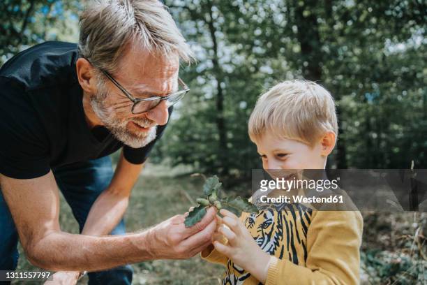 smiling father showing acorn and oak leafs to son in forest - grant forrest stock pictures, royalty-free photos & images