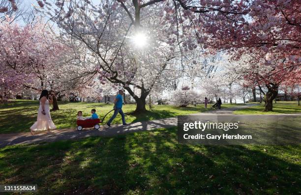 Man pulls his children in a wagon under the cherry blossoms at Branch Brook Park on April 8, 2021 in Newark, New Jersey.