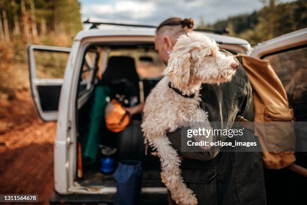 it's sunny outside - dog camping stock pictures, royalty-free photos & images