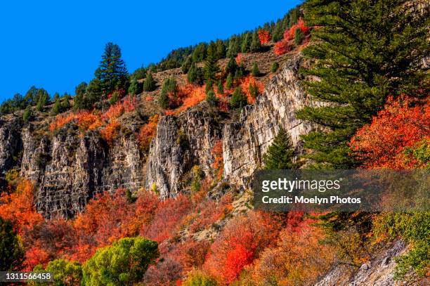 bursting with color - logan canyon cliffside - logan utah stock pictures, royalty-free photos & images