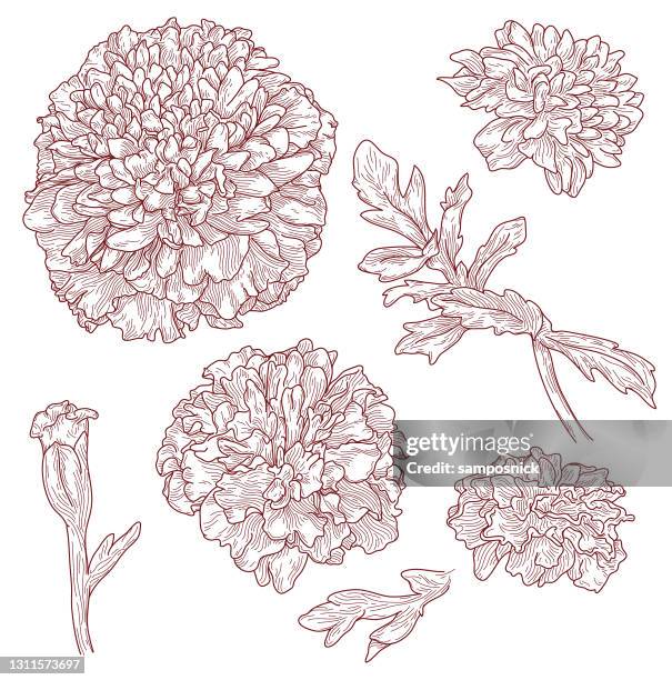 line artwork marigold flowers - marigold stock illustrations