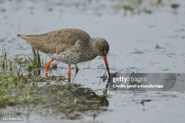 a pretty redshank, tringa totanus, feeding in a flooded meadow in the uk. - kent coastline stock pictures, royalty-free photos & images