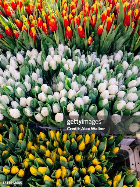 bunches of colourful tulips in boxes at flower market - lisianthus stockfoto's en -beelden