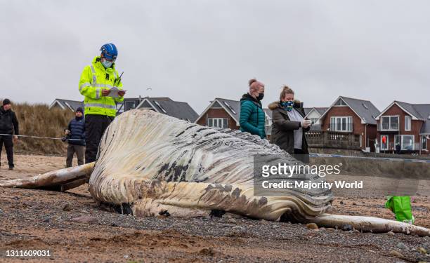 An 11m juvenile humpback whale is seen washed up on Blyth beach, Northumberland. After Northumbria Police set up a cordon and whale rescue experts...