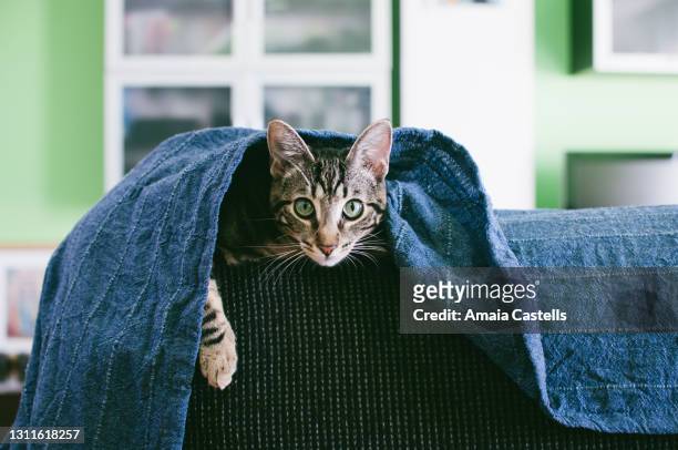 cachorro de gato escondido debajo de colcha - debajo de 個照片及圖片檔