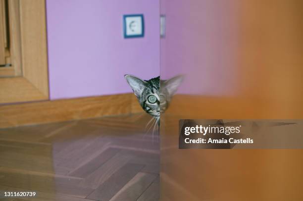 cabeza de gatito asomando tras la puerta jugando al escondite - cabeza de animal stock pictures, royalty-free photos & images