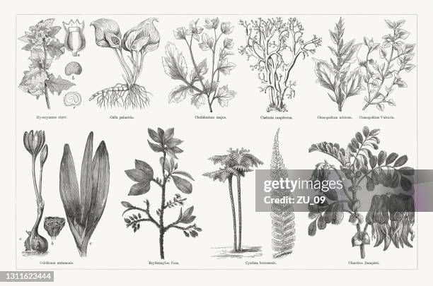 useful and medicinal plants, wood engravings, published in 1893 - cala stock illustrations